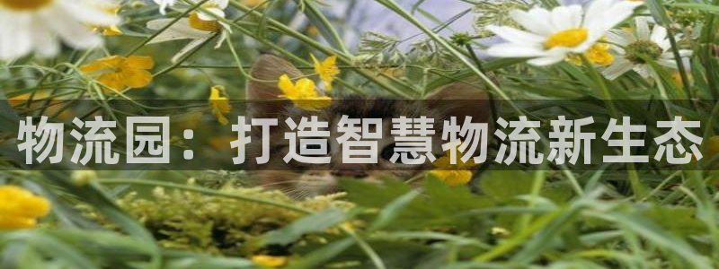 28圈加拿大官网