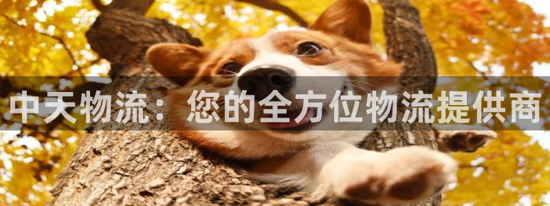 28圈充值不到账
