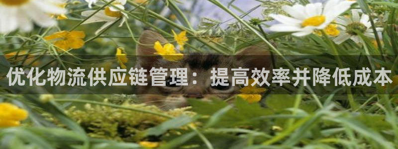 28圈注册网址：优化物流供应链管理：