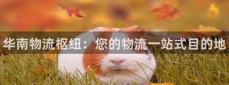 28圈免费：华南物流枢纽：您的物流一